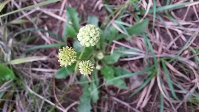 Monti di Palermo 300 m - da determinare